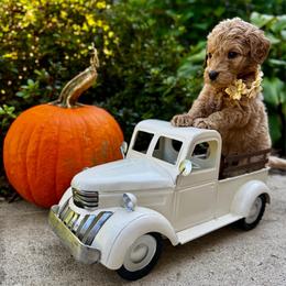 Funshine Bear - Apricot female Goldendoodle puppy in Camden, North Carolina from Oopsie Doodles of NC