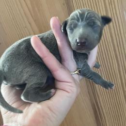 Enzo - Blue male Italian Greyhound puppy in Lancaster, Missouri from White Stone Ranch