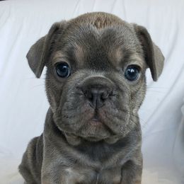 French Bulldogs from Delilah's Frenchies