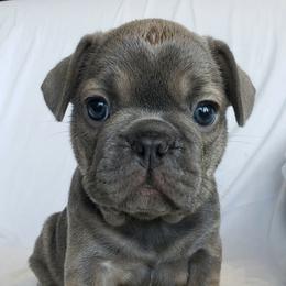 French Bulldogs from Delilah's Frenchies