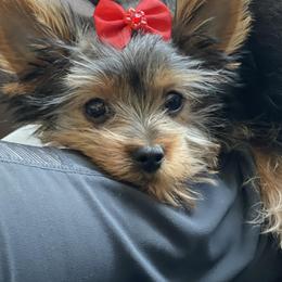 Yorkshire Terriers from Pawsitively Perfect Puppies