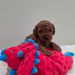 Einstein (AKC) - Red  male Poodle puppy in Rainbow City, Alabama from Spinks Poodles