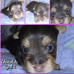 Girl 2 - Chocolate and tan female Yorkshire Terrier puppy in Gatesville, Texas from Schultz Yorkies byGrace