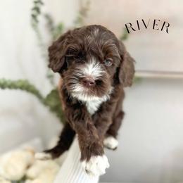 River - Chocolate male Australian Labradoodle puppy in Palmdale, California from Heavenly Doodles