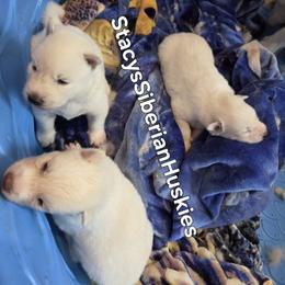 Abigail - White female Siberian Husky puppy in Savannah, Georgia from Stacy's Siberian Huskies