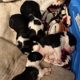 English Springer Spaniel puppies from Lynn Bee Avenue