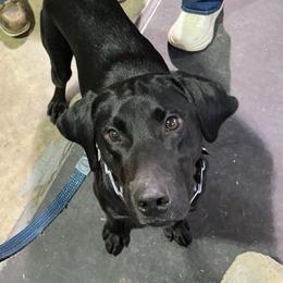 Chico - Black male Labrador Retriever puppy in Alger, Ohio from Osborne Family Retrievers