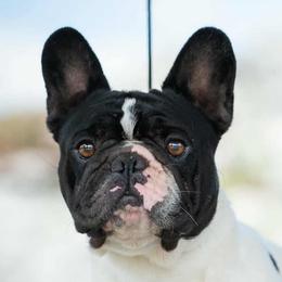 French Bulldogs and Pomeranians from J&T French Bulldog & Pomeranian Palacio