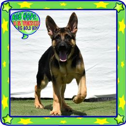 BOB HOPE - Black and red male German Shepherd puppy in Murrieta, California from Diamond Oaks German Shepherds