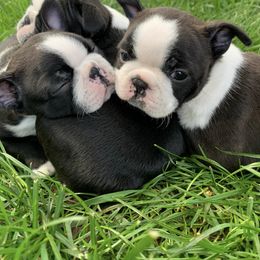 Boston Terrier Puppies from Beaux Bostons