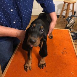 Black and Tan Coonhound Puppies from Kalan Kennel