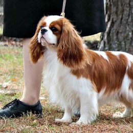 Cavalier King Charles Spaniel Puppies from Castlemar Cavaliers