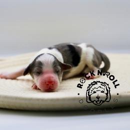Francesca Bridgerton - Blue merle and white female Sheepadoodle puppy in Edmond, Oklahoma from Rock N Roll Doodles