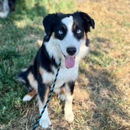Blizzard - Black tri female Toy Australian Shepherd puppy in Medical Lake, Washington from MAS Gone Rogue