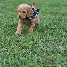 Walnut- Black Collar - Apricot male Goldendoodle puppy in Bonham, Texas from Happy Valley Puppies