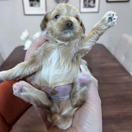 Maltipoo Puppies from Jessica's Maltipoos