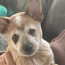 Australian Cattle Dogs from Lone Horse Cattle Dogs