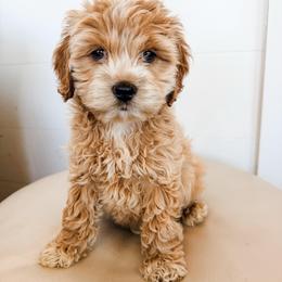 Oliver - Cream male Cockapoo puppy in Preston, Idaho from Rocking JH Pup Co