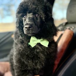 Mr. Green Collar - Black male Poodle puppy in Screven, Georgia from Dreamland Standard Poodles