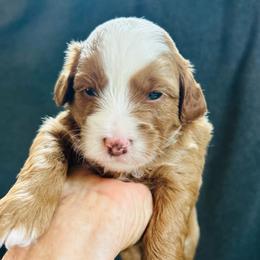 Finn - Red male Cavapoo puppy in Natural Bridge, Virginia from Rockbridge Puppies
