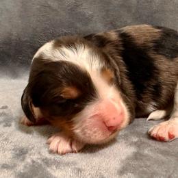 Cooper - Blue merle male Bernedoodle puppy in Vacaville, California from Starlight Goldendoodles