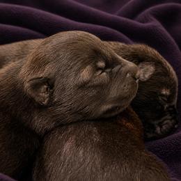 Girl 1 - Reverse Brindle - Brindle female Belgian Malinois puppy in Dallas, South Carolina from RoyalHaus Malinois