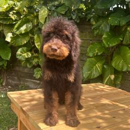 Rigel - Phantom male Goldendoodle puppy in Palmetto Bay, Florida from SOMIDOODLES