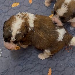Kane - Merle-sable male Saint Berdoodle puppy in San Antonio, Texas from Mammoth Doodles