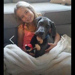 Companion Cross Puppies from DeMille Blue Bloods
