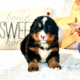 White boy - Tri-color male Bernese Mountain Dog puppy in Waukesha, Wisconsin from Bernese Boutique