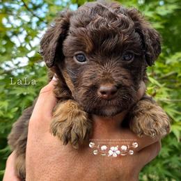 LaLa - Red phantom female Aussiedoodle puppy in Vinemont, Alabama from Cotton Country Kennels