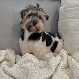 Miss Princess Oreo - Biewer Terrier