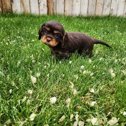 Papaya - Chocolate female Cavalier King Charles Spaniel puppy in Nampa, Idaho from Heart Mountain Cavaliers & Floating Feathers Kennel
