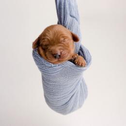 Boy 2 - male Golden Retriever puppy in Buhl, Idaho from Atkinson's Goldens