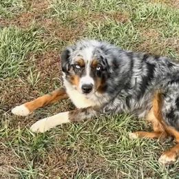 Harley - Australian Shepherd
