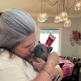 Blue Fawn Girl - Blue fawn female French Bulldog puppy in Dothan, Alabama from Elite Sweet Frenchies