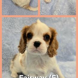 Girl 1 - female Cavalier King Charles Spaniel puppy in Kenosha, Wisconsin from Children's Choice Cavaliers