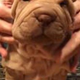 Affenpinschers and Chinese Shar-Pei from Showbiz Kennel