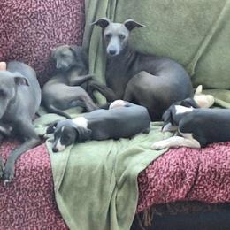 Italian Greyhound Puppies from Fisher Link