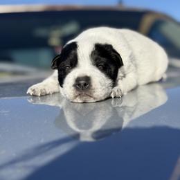 Lucas - Blue male Australian Cattle Dog puppy in Rock Point, Arizona from Tully’s Cattledogs