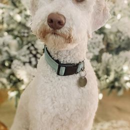 Aussiedoodles, Bernedoodles, and Poodles from Magnolia Grove Doodles