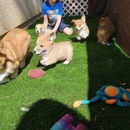 Pembroke Welsh Corgi Puppies from Milton Corgis