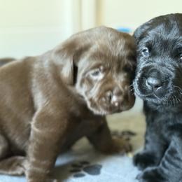 Labrador Retriever Puppies from Hillstone Labradors