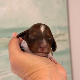 Winnie Possible silky - Piebald female Dachshund puppy in Lakeland, Florida from Elite Doxies Florida