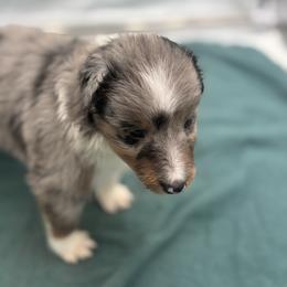 Boy 1 - Blue merle white and tan male Shetland Sheepdog puppy in Pensacola, Florida from Nancy Barger's Siberian Huskies