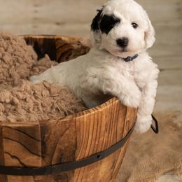 Green Boy - Parti male Goldendoodle puppy in Dallas, Texas from Bishop Family Golden Doodles