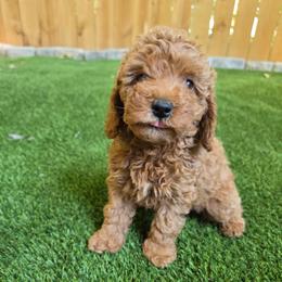 Maple - Red  female Poodle puppy in Kannapolis, North Carolina from Carolina Great Danes & Toy Poodles