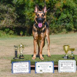 Coquito - Dutch Shepherd