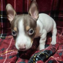 Orin - White and chocolate male Teddy Roosevelt Terrier puppy in Murray, Kentucky from Froschwald German Shepherds and Xanadu Teddy Roosevelt Terriers