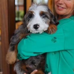 Toby - Merle male Bernedoodle puppy in Yuba City, California from Ranch House Doodles
